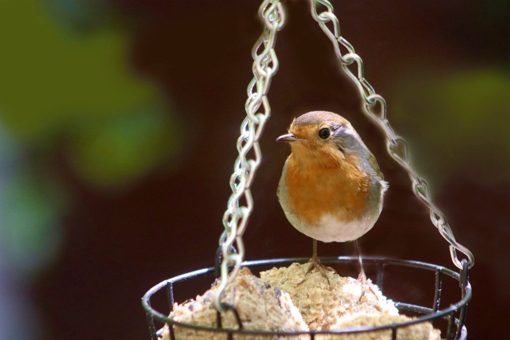robin, songbird, bird-7238004.jpg